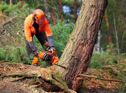 Best Root Management and Removal  in Sloan, IA