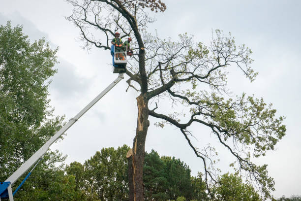 Best Leaf Removal  in Sloan, IA