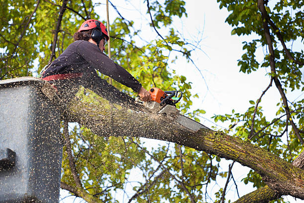 Best Lawn Watering Services  in Sloan, IA
